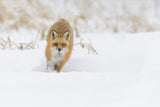 Fox hunting in winter Poster och Canvastavla