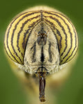 Flower fly Poster och Canvastavla