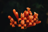 Orange Flowers Poster och Canvastavla