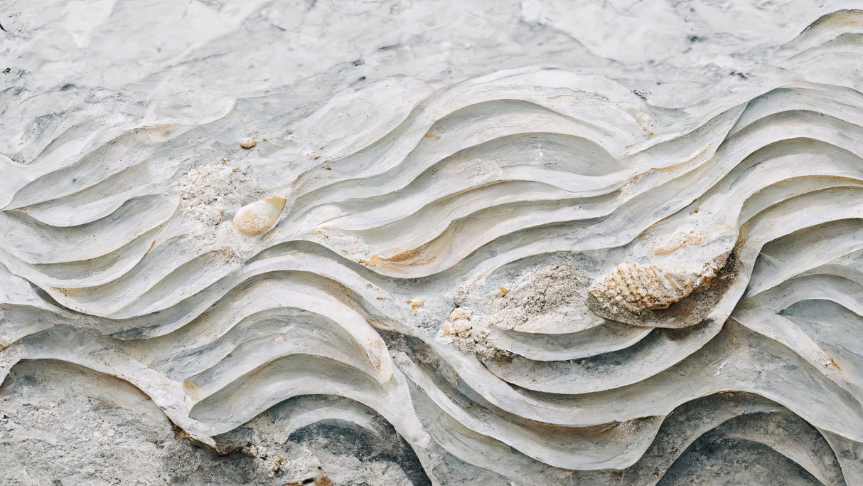 Sea Shell Detail No 6 Poster och Canvastavla