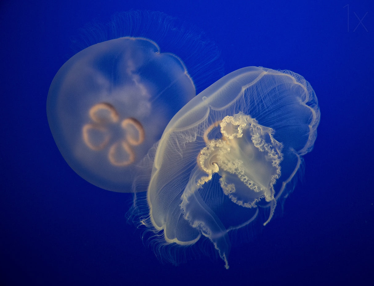 Moon Jelly Poster och Canvastavla