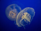 Moon Jelly Poster och Canvastavla