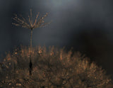 Standing toward the light... Poster och Canvastavla