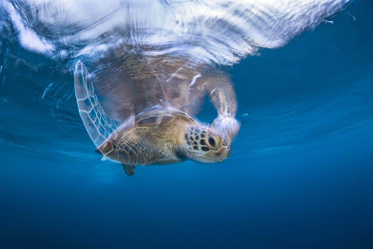 Swimming Green Turtle Poster och Canvastavla