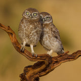 Little owls Poster och Canvastavla
