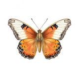 Butterfly 8 Poster och Canvastavla