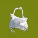 A Lock-in Handbag Poster och Canvastavla