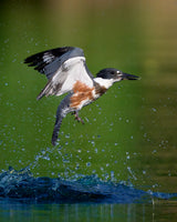 Belted Kingfisher with catch Poster och Canvastavla