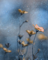 Blue Winter Poster och Canvastavla