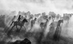 Wild Horses Poster och Canvastavla