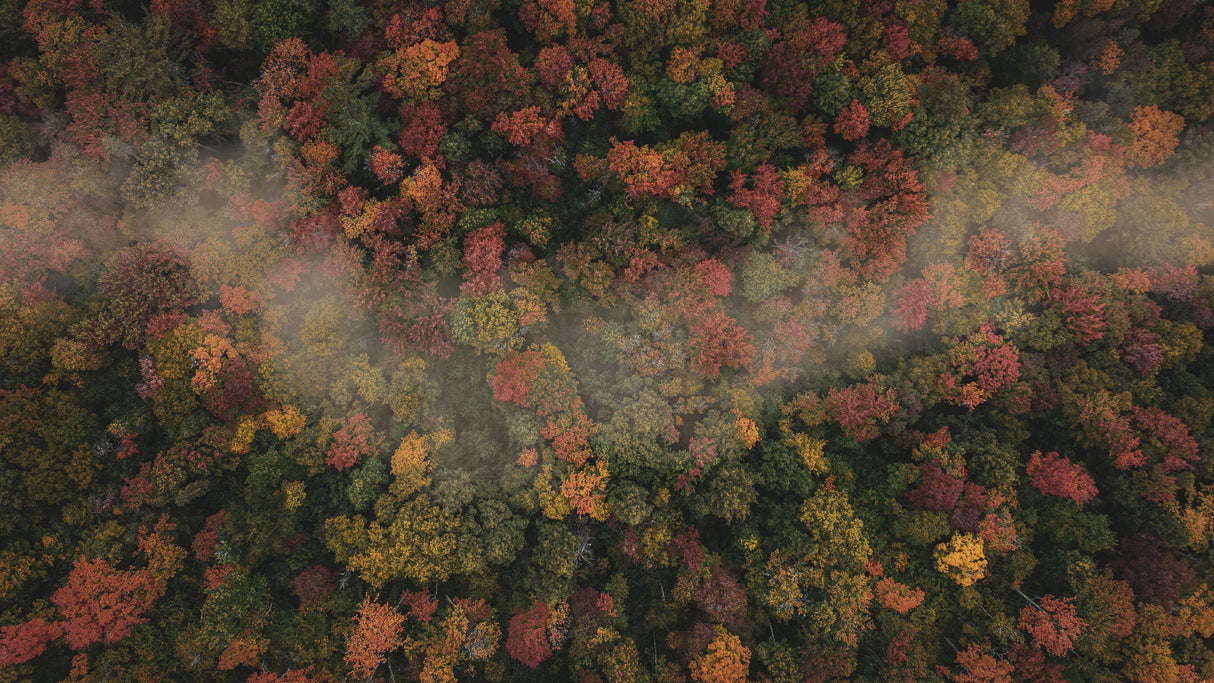 Foggy Autumn Poster och Canvastavla