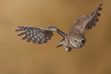 Little owl Poster och Canvastavla