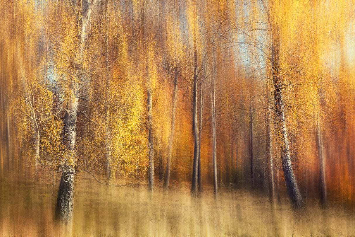 Autumn Birches Poster och Canvastavla