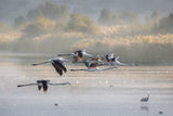 Greater Flamingos in flight ... Poster och Canvastavla