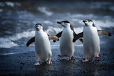 Happy Feet Poster och Canvastavla