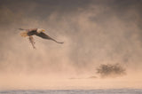 Through Mist Poster och Canvastavla