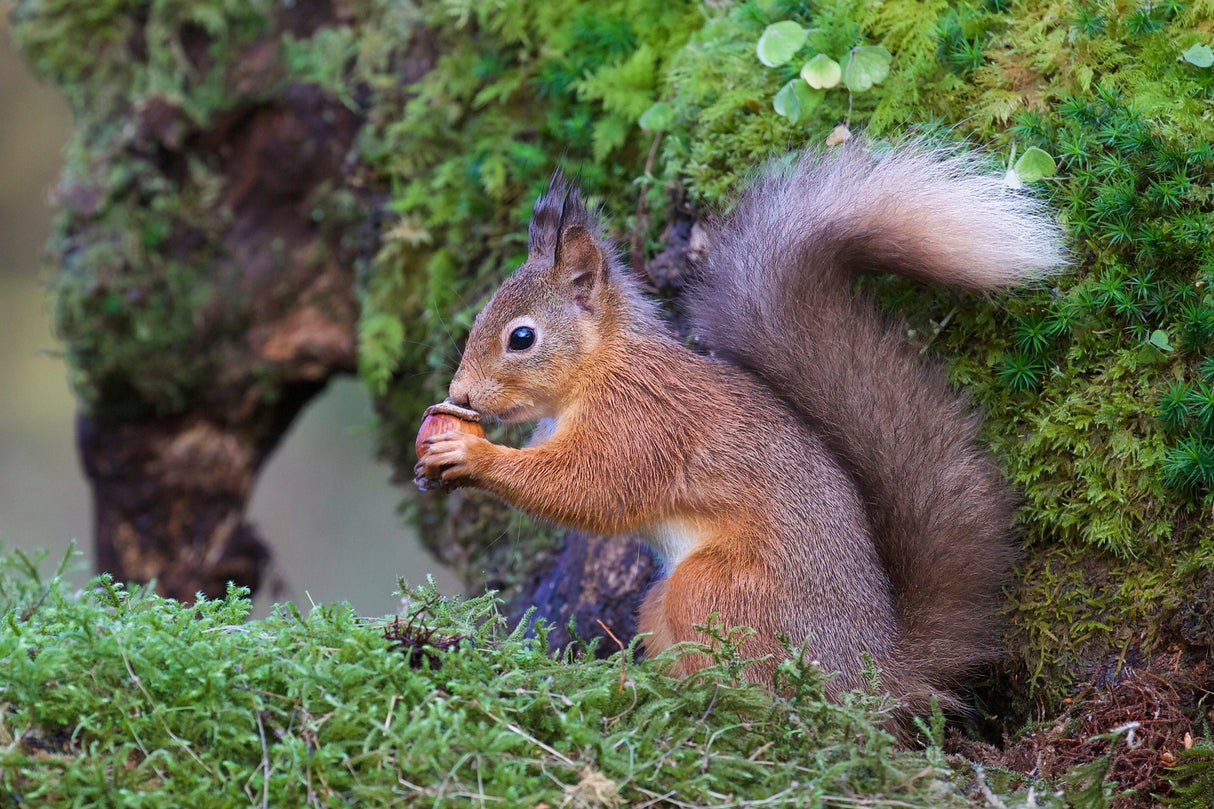 Red Squirrel Poster och Canvastavla
