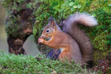 Red Squirrel Poster och Canvastavla
