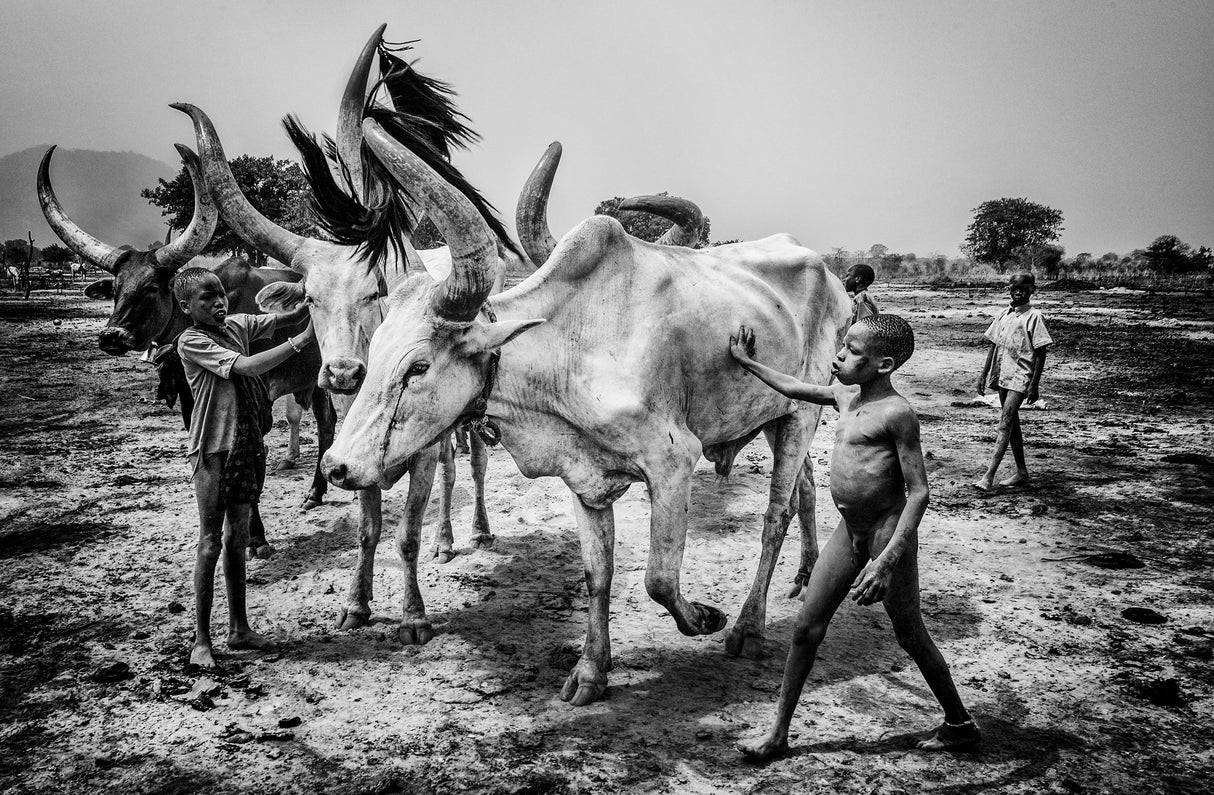 Mundari tribe children taking care of the cattle - South Sudan Poster och Canvastavla