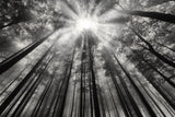 To the light Poster och Canvastavla