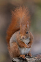 Squirrel Poster och Canvastavla