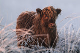 Little Highlander Poster och Canvastavla