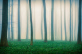 Daydreaming of Bluebells Poster och Canvastavla
