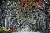 The Dark Hedges Poster och Canvastavla
