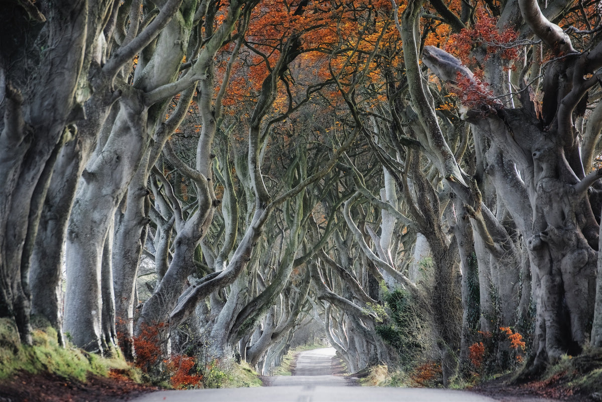 The Dark Hedges Poster och Canvastavla