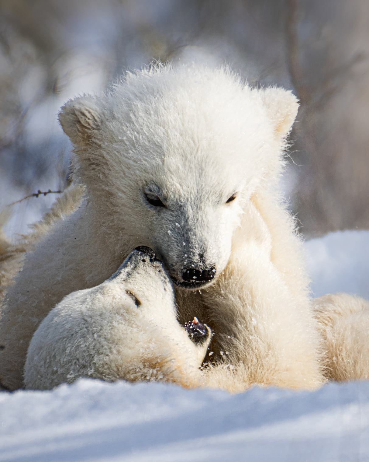 Playtime Poster och Canvastavla