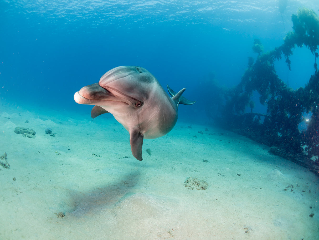 Dolphin Poster och Canvastavla