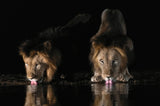 Lions drinking water Poster och Canvastavla