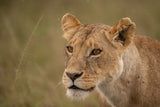 Lioness Poster och Canvastavla