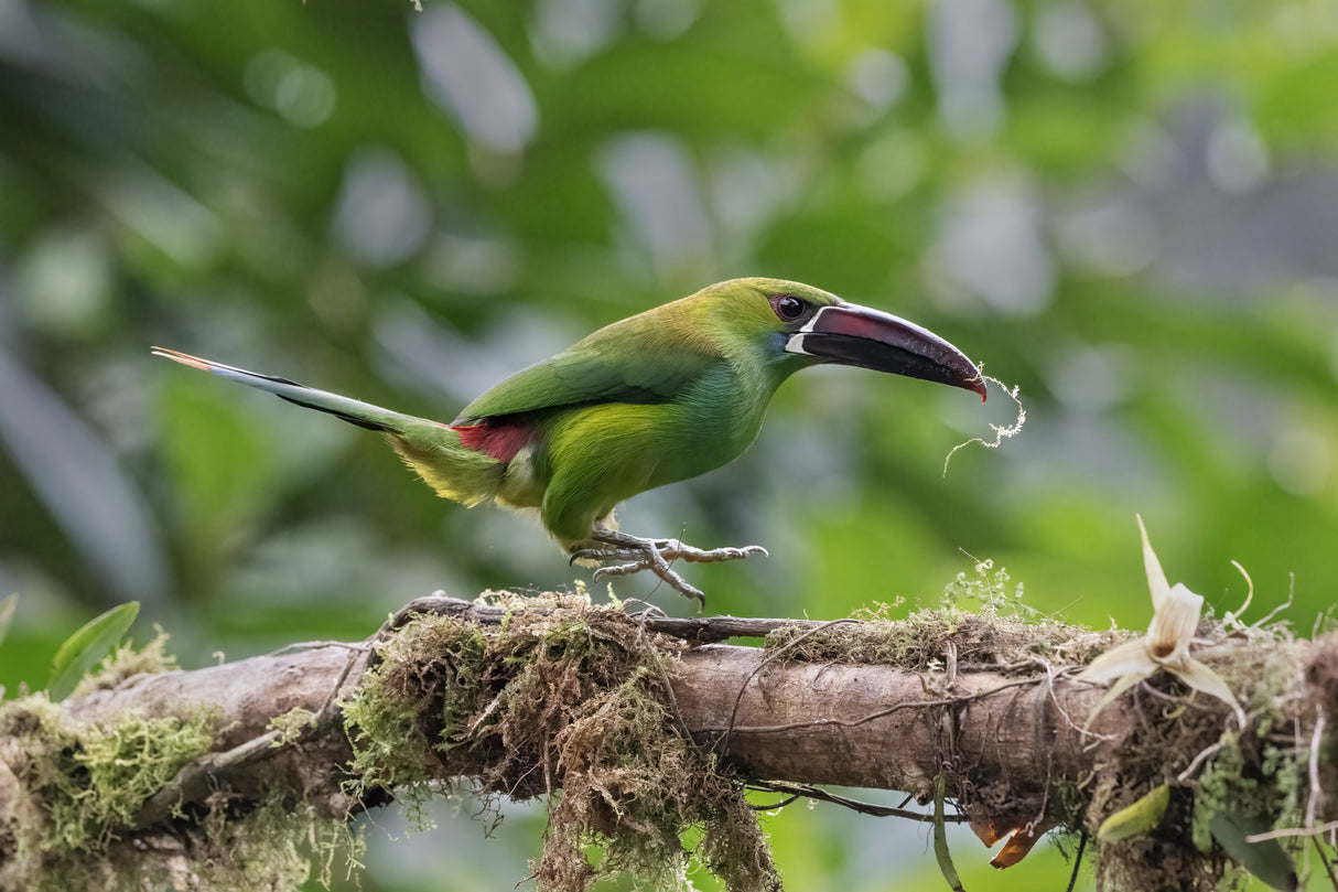 Crimson_Rumped Toucanet Poster och Canvastavla