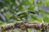 Crimson_Rumped Toucanet Poster och Canvastavla