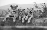 Lions Poster och Canvastavla