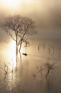 Morning on the lake Poster och Canvastavla