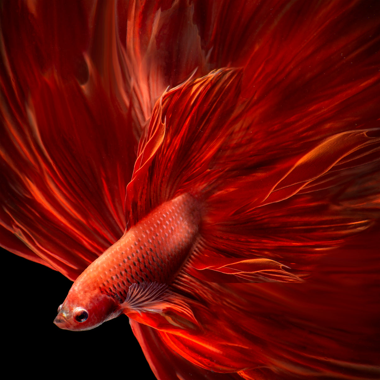 Red Fire Bettafish Poster och Canvastavla