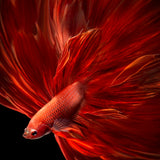 Red Fire Bettafish Poster och Canvastavla