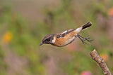 Saxicola rubicola Poster och Canvastavla