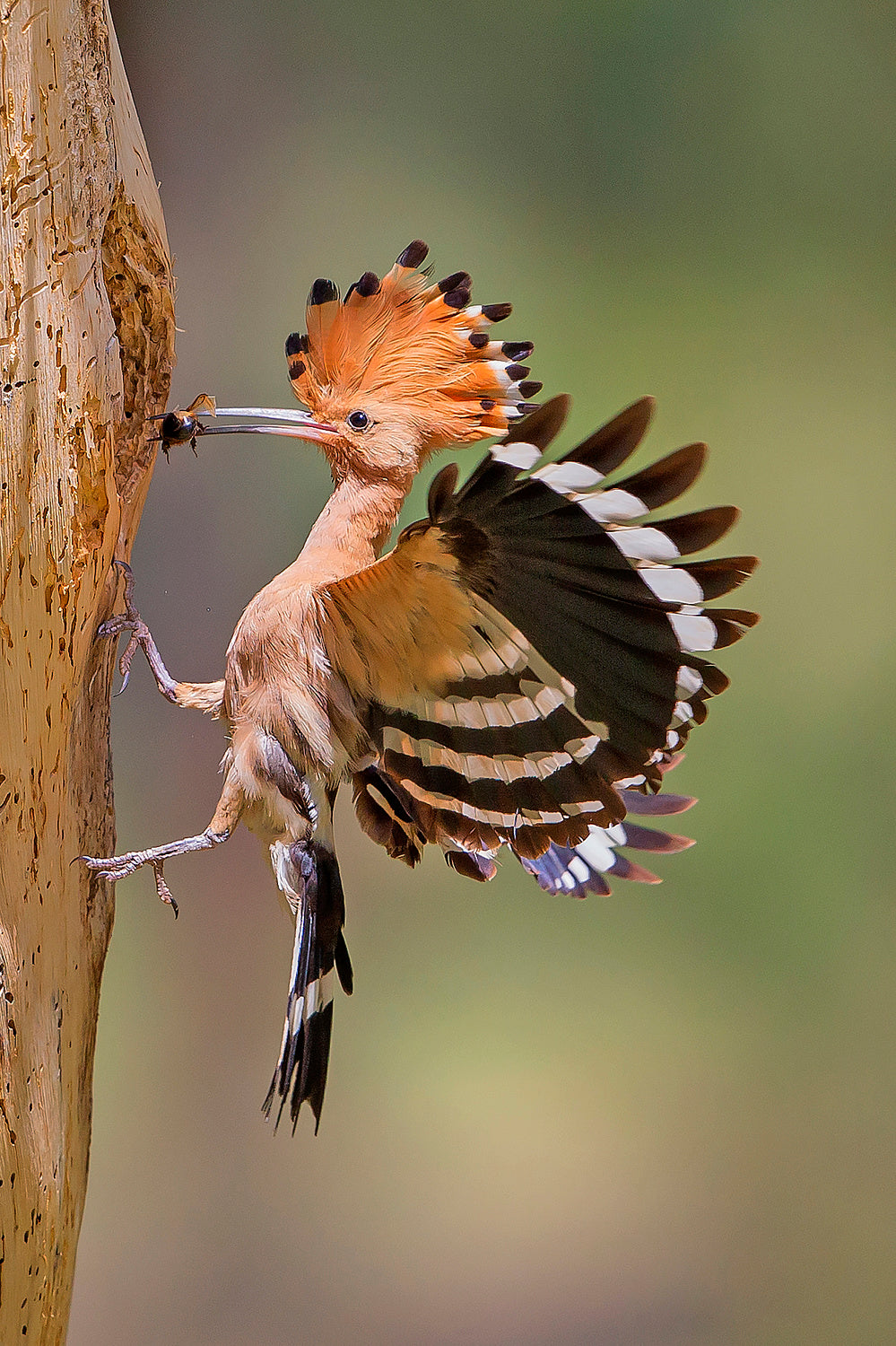 Hoopoe with food Poster och Canvastavla