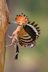 Hoopoe with food Poster och Canvastavla