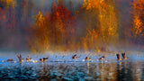 Audubon's Plainsboro Preserve Poster och Canvastavla