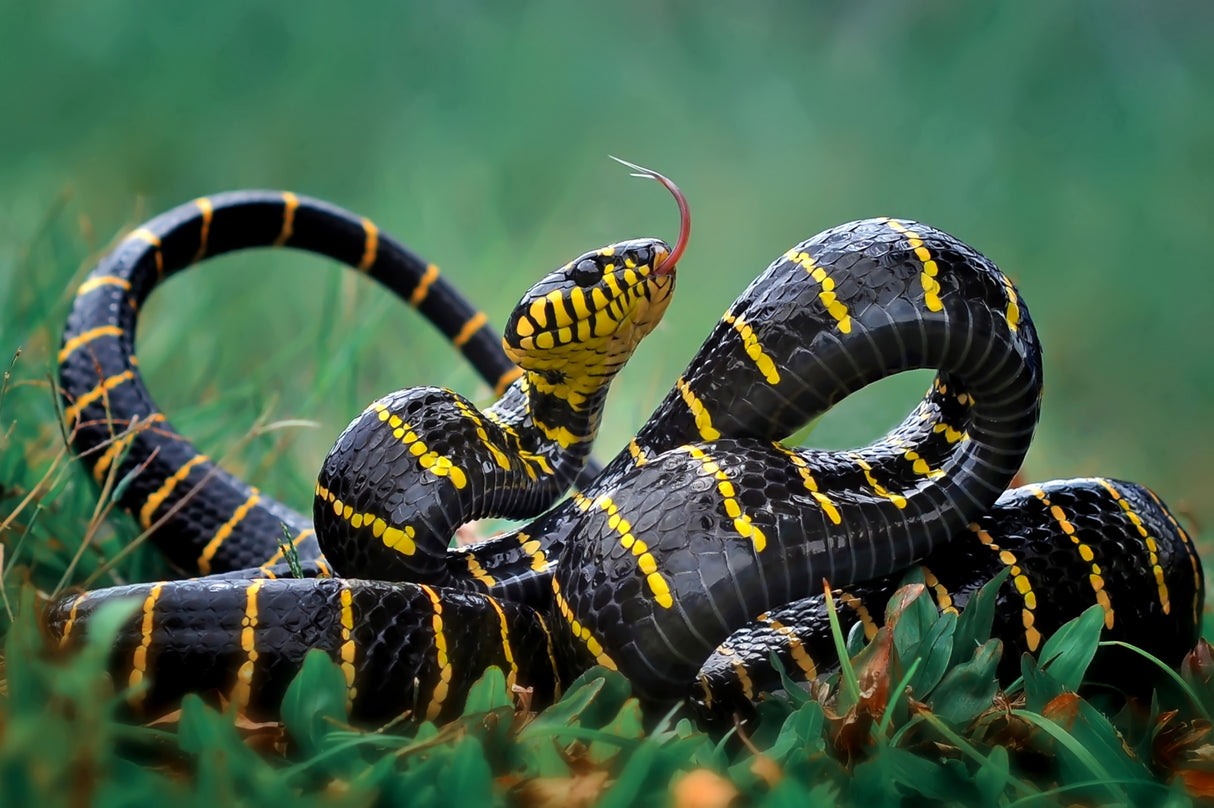 Gold-ringed snake Poster och Canvastavla