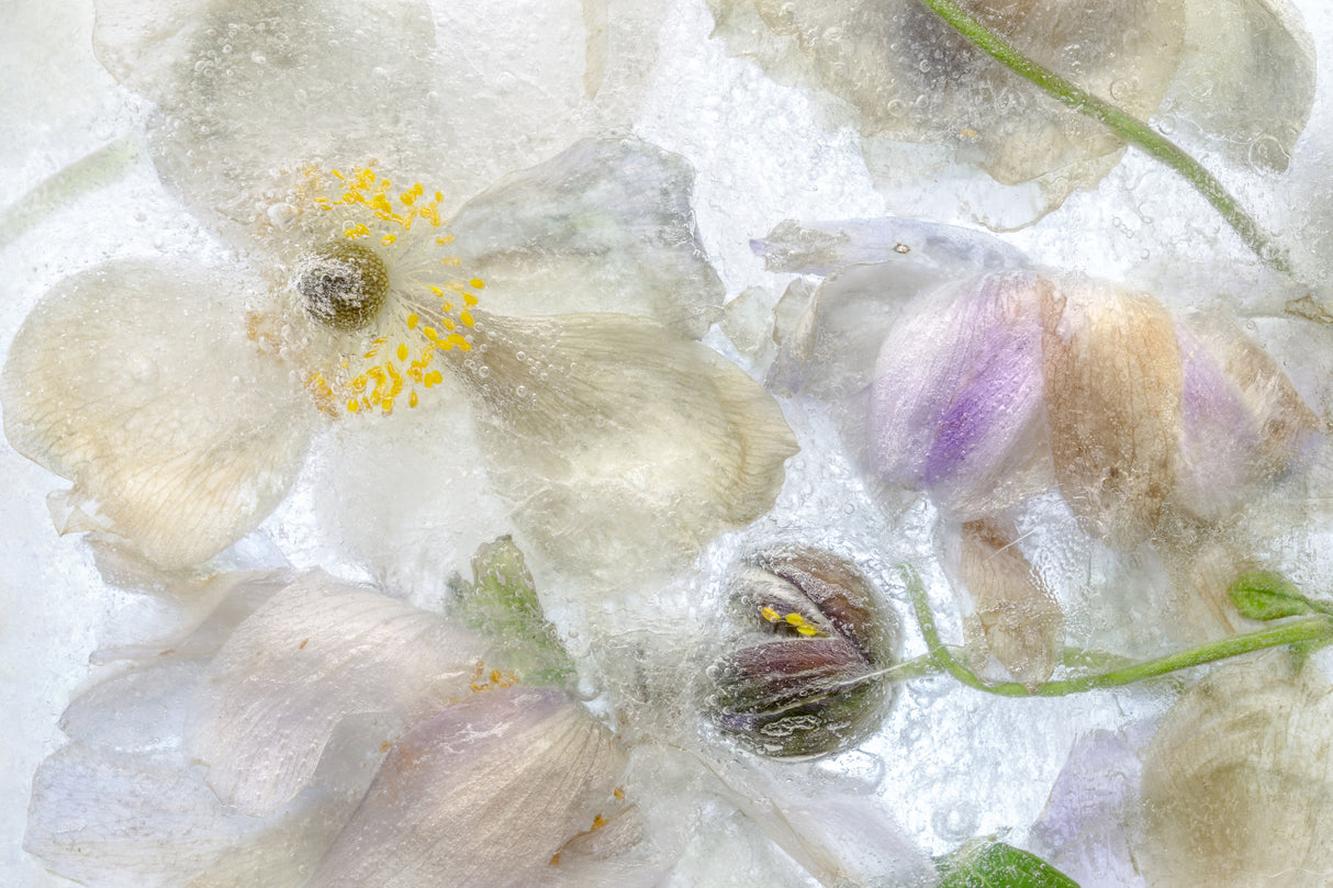 Anemone frost Poster och Canvastavla
