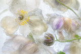 Anemone frost Poster och Canvastavla