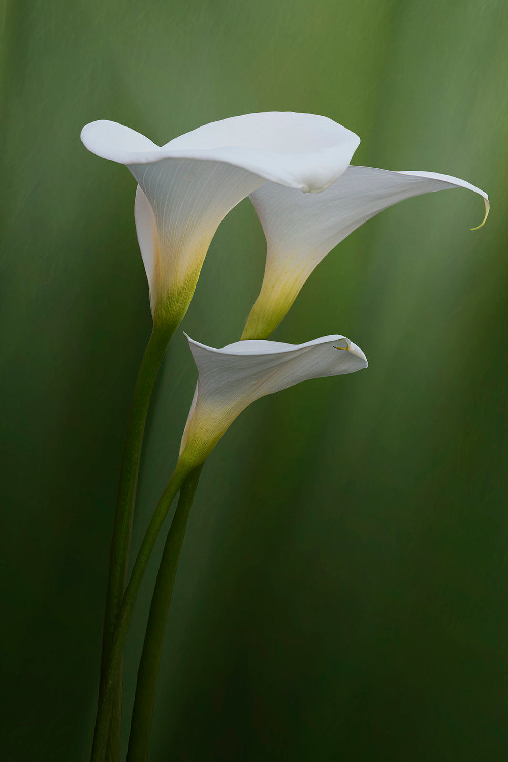 Simplicity and Elegance Poster och Canvastavla