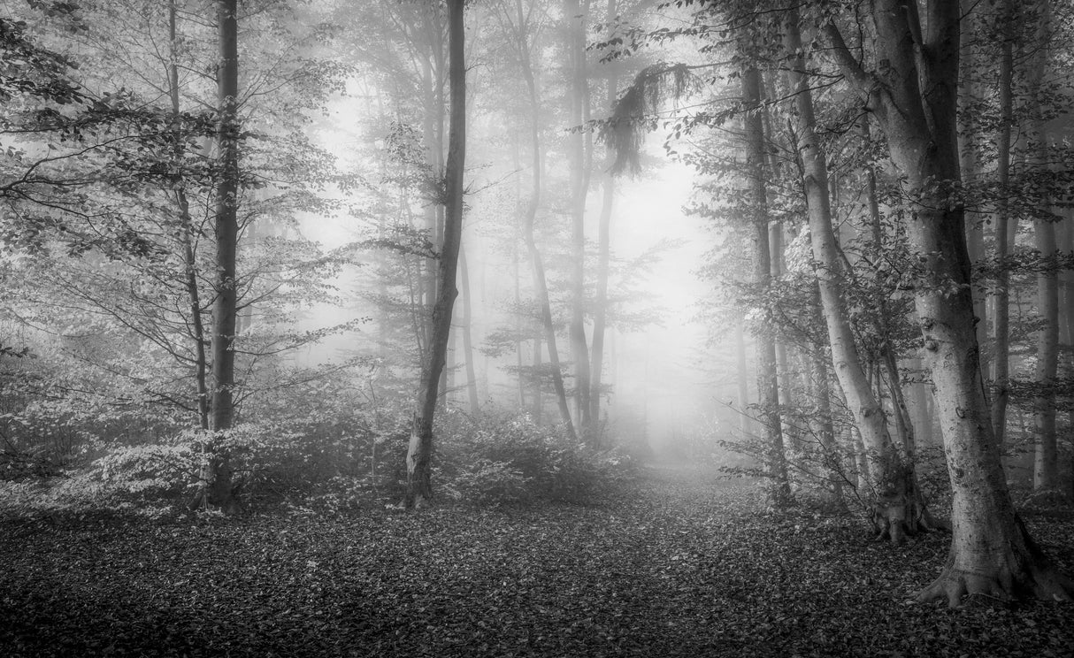 In the woods Poster och Canvastavla