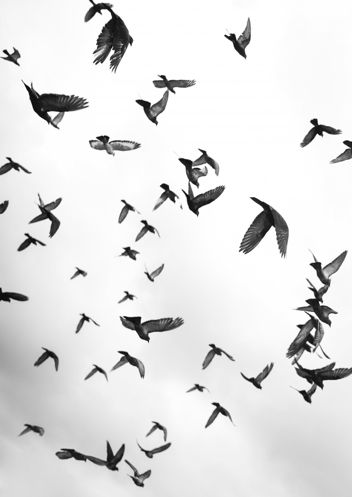 Flight &amp; Freedom No5 Poster och Canvastavla