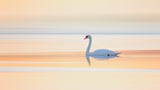 Swan Poster och Canvastavla